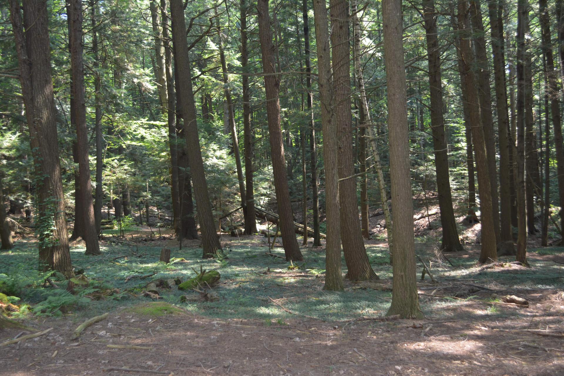 A dense hardwood forest.