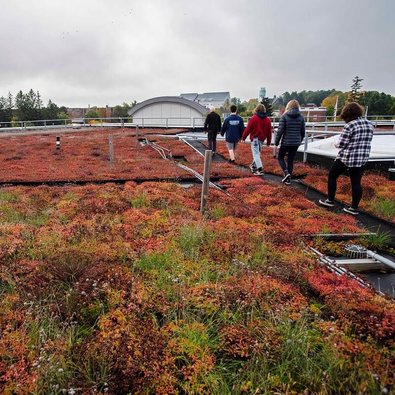Students walking on the Aiken Center roof between rows of greenery that has turned red in the fall season